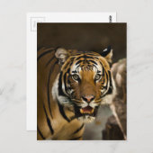 Sibirischer Tiger Postkarte (Vorne/Hinten)
