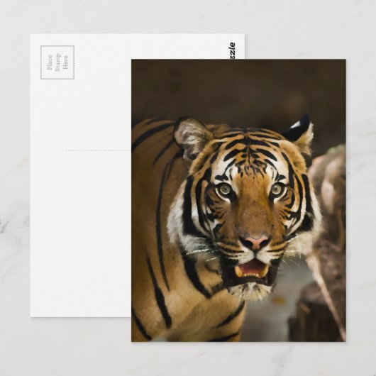 Sibirischer Tiger Postkarte (Vorne/Hinten)