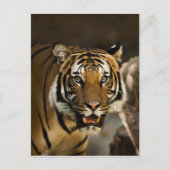 Sibirischer Tiger Postkarte (Vorderseite)