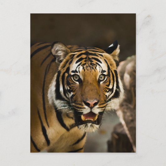 Sibirischer Tiger Postkarte (Vorderseite)