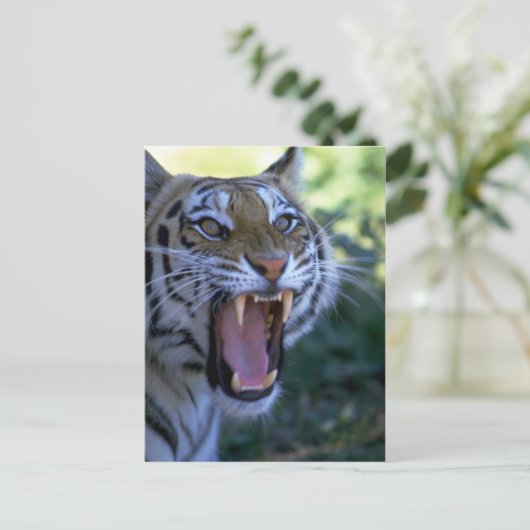 Sibirischer Tiger Postkarte (Stehend Vorderseite)