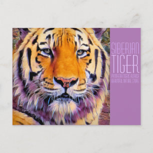 Sibirischer Tiger [Postkarte] Postkarte