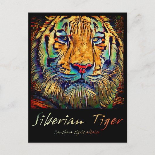 Sibirischer Tiger [Postkarte] Postkarte (Vorderseite)