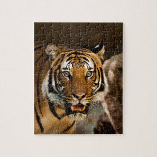 Sibirischer Tiger Puzzle