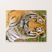 Sibirischer Tiger Puzzle (Horizontal)