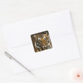 Sibirischer Tiger Quadratischer Aufkleber (Umschlag)