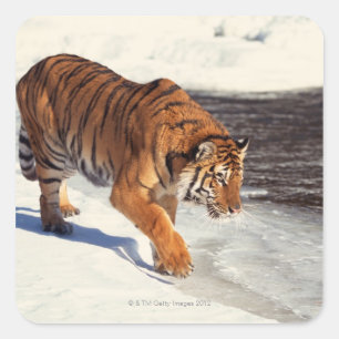 Sibirischer Tiger Quadratischer Aufkleber