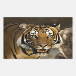 Sibirischer Tiger Rechteckiger Aufkleber