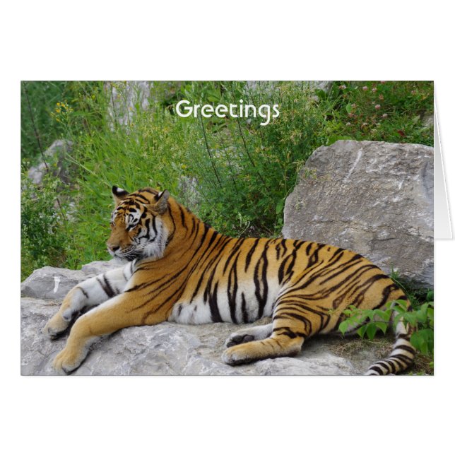 Sibirischer Tiger Relaxen auf einem Felsen (Vorderseite (Horizontal))