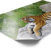 Sibirischer Tiger Relaxen auf einem Felsen Fotodruck (Ecke)