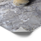 Sibirischer Tiger Relaxen auf einem Felsen Poster (Ecke)