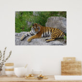 Sibirischer Tiger Relaxen auf einem Felsen Poster (Küche)