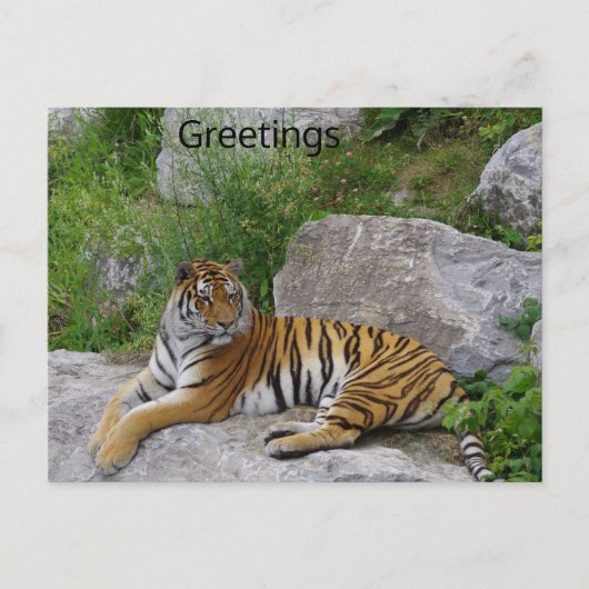 Sibirischer Tiger Relaxen auf einem Felsen Postkarte (Vorderseite)