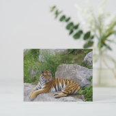 Sibirischer Tiger Relaxen auf einem Felsen Postkarte (Stehend Vorderseite)