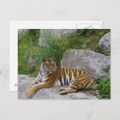 Sibirischer Tiger Relaxen auf einem Felsen Postkarte (Vorne/Hinten)