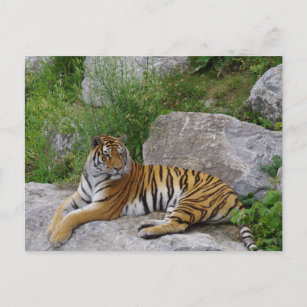 Sibirischer Tiger Relaxen auf einem Felsen Postkarte