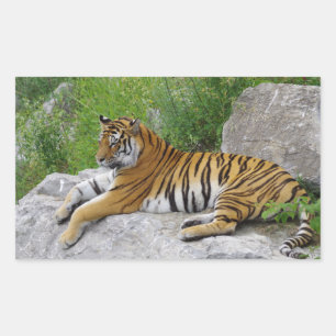 Sibirischer Tiger ruht sich auf einem Felsen aus Rechteckiger Aufkleber