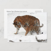 Sibirischer Tiger und Cube Postkarte (Vorne/Hinten)