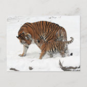 Sibirischer Tiger und Cube Postkarte (Vorderseite)
