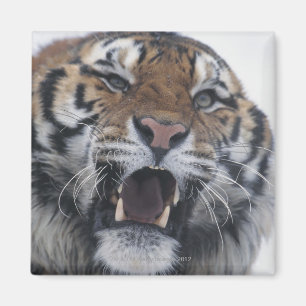 Sibirischer verwirrender Tiger Magnet