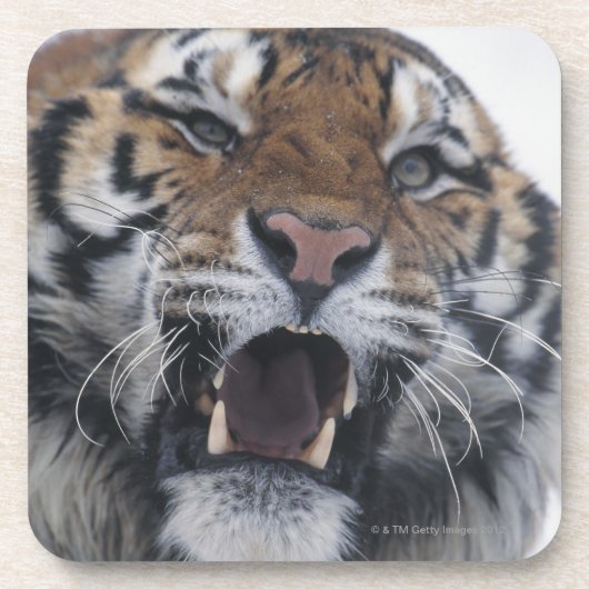 Sibirischer verwirrender Tiger Untersetzer (Vorderseite)
