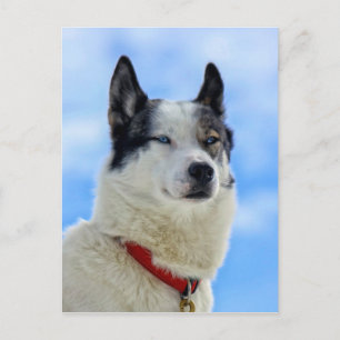 Sibirisches Huskyportrait Postkarte