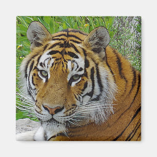 Sibirisches Tiger Closeup Foto Magnet