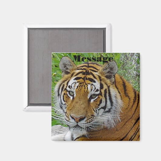 Sibirisches Tiger Closeup Foto Magnet (Vorderseite/Rückseite)