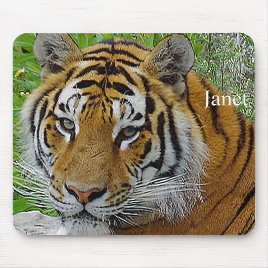 Sibirisches Tiger Closeup Foto Mousepad (Vorne)