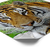 Sibirisches Tiger Closeup Foto Poster (Ecke)