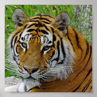 Sibirisches Tiger Closeup Foto Poster