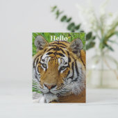 Sibirisches Tiger Closeup Foto Postkarte (Stehend Vorderseite)