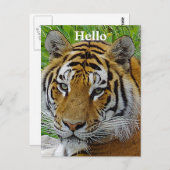 Sibirisches Tiger Closeup Foto Postkarte (Vorne/Hinten)