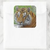 Sibirisches Tiger Closeup Foto Quadratischer Aufkleber (Tasche)
