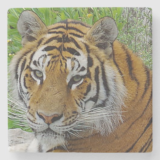 Sibirisches Tiger Closeup Foto Steinuntersetzer (Vorderseite)
