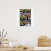 Sibirisches Tigerposter Poster (Küche)