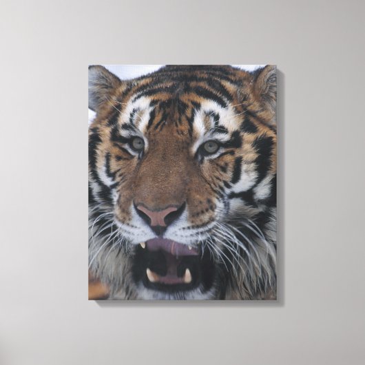 Sibirisches Tigerrähnchen 2 Leinwanddruck (Vorderseite)