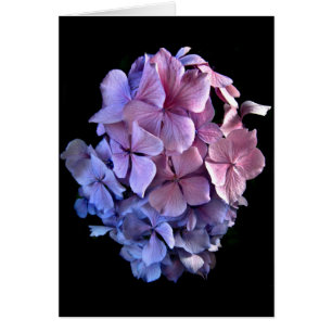 Sich hin- und herbewegender Hydrangea