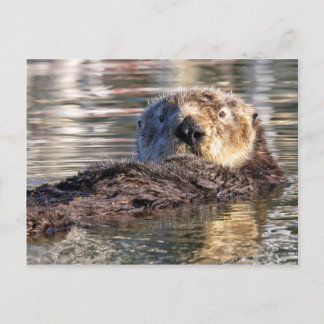 Sich hin- und herbewegender Otter Postkarte
