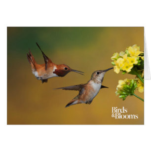 Sich hin- und herbewegender Rufous Kolibri