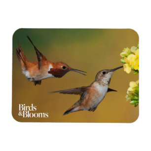 Sich hin- und herbewegender Rufous Kolibri Magnet