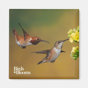 Sich hin- und herbewegender Rufous Kolibri Magnet