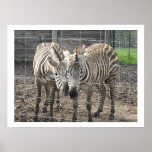 Sich schnuppernde Zebras Poster