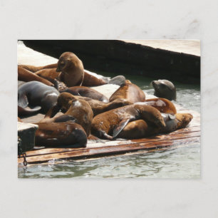 Sich sonnende Seelöwen in San Francisco Postkarte