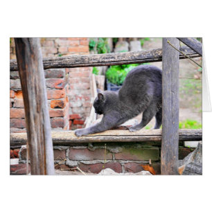 Sich streckende Katze