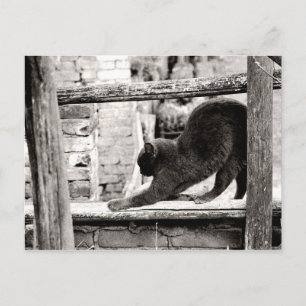 sich streckende Katze Postkarte
