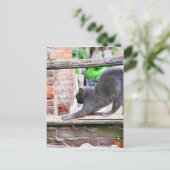 Sich streckende Katze Postkarte (Stehend Vorderseite)