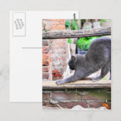 Sich streckende Katze Postkarte (Vorne/Hinten)