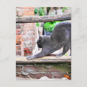 Sich streckende Katze Postkarte