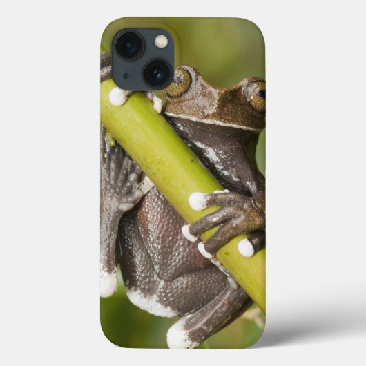 Sichernder Tapichalaca Baum-Frosch Hyloscirtus Case-Mate iPhone Hülle (Rückseite)